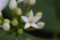 Coelospermum decipiens