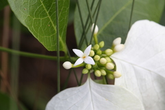 Coelospermum decipiens