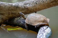 Melanochelys trijuga