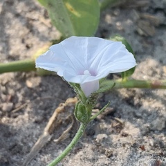 Ipomoea magnusiana