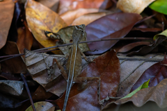 Otocryptis wiegmanni