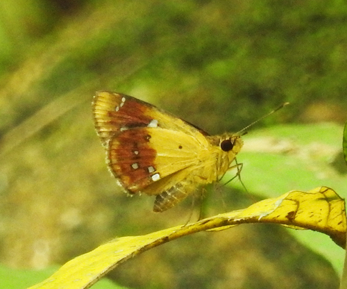 Scobura cephaloides