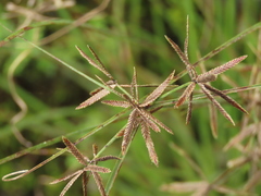 Cyperus flavidus