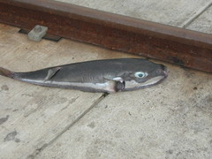 Lagocephalus sceleratus