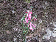 Epacris reclinata