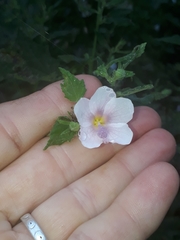 Pavonia columella