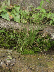 Cyperus flavidus