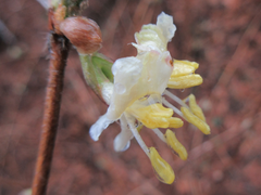 Lonicera harae