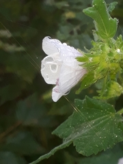 Pavonia columella