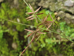 Cyperus flavidus