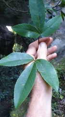 Pseudopanax macintyrei