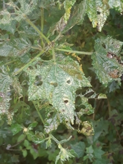 Pavonia columella