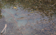 Channa argus