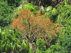 Brachychiton acerifolius