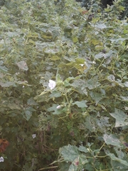 Pavonia columella