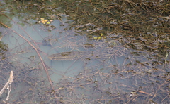 Channa argus