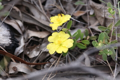 Hibbertia araneolifera