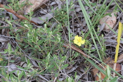Hibbertia araneolifera