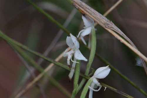 Close-flowered Rein Orchid (Habenaria propinquior)