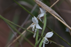 Habenaria propinquior