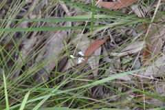 Habenaria propinquior