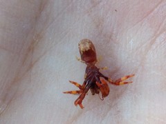 Discorsopagurus schmitti