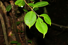 Syzygium crebrinerve