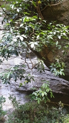 Pseudopanax macintyrei