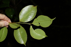 Syzygium crebrinerve