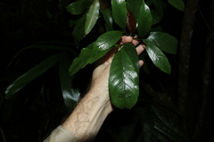 Atractocarpus benthamianus