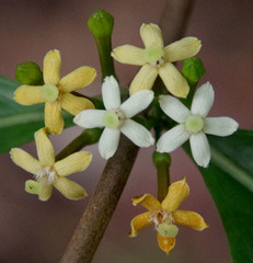Cyclophyllum multiflorum