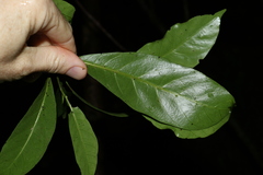 Atractocarpus benthamianus
