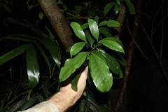 Atractocarpus benthamianus