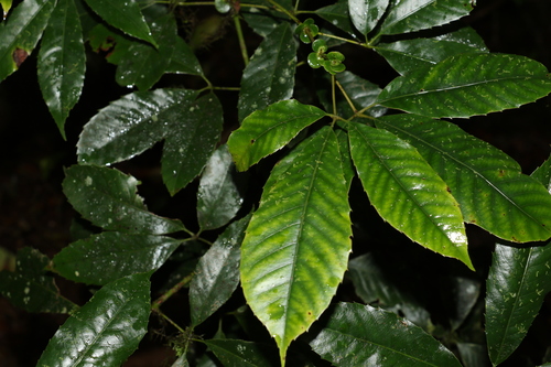Image of Karrabina benthamiana by (c) Greg Tasney, some rights reserved (CC BY-SA)