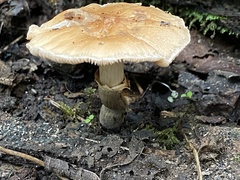 Kuehneromyces marginellus