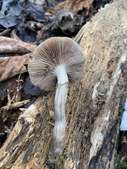 Kuehneromyces marginellus