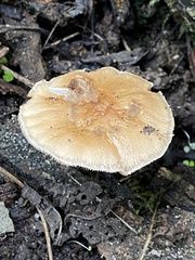 Kuehneromyces marginellus