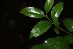 Atherospermataceae