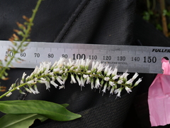 Veronica stricta stricta