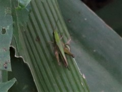 Coryphosima stenoptera