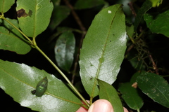 Atherospermataceae