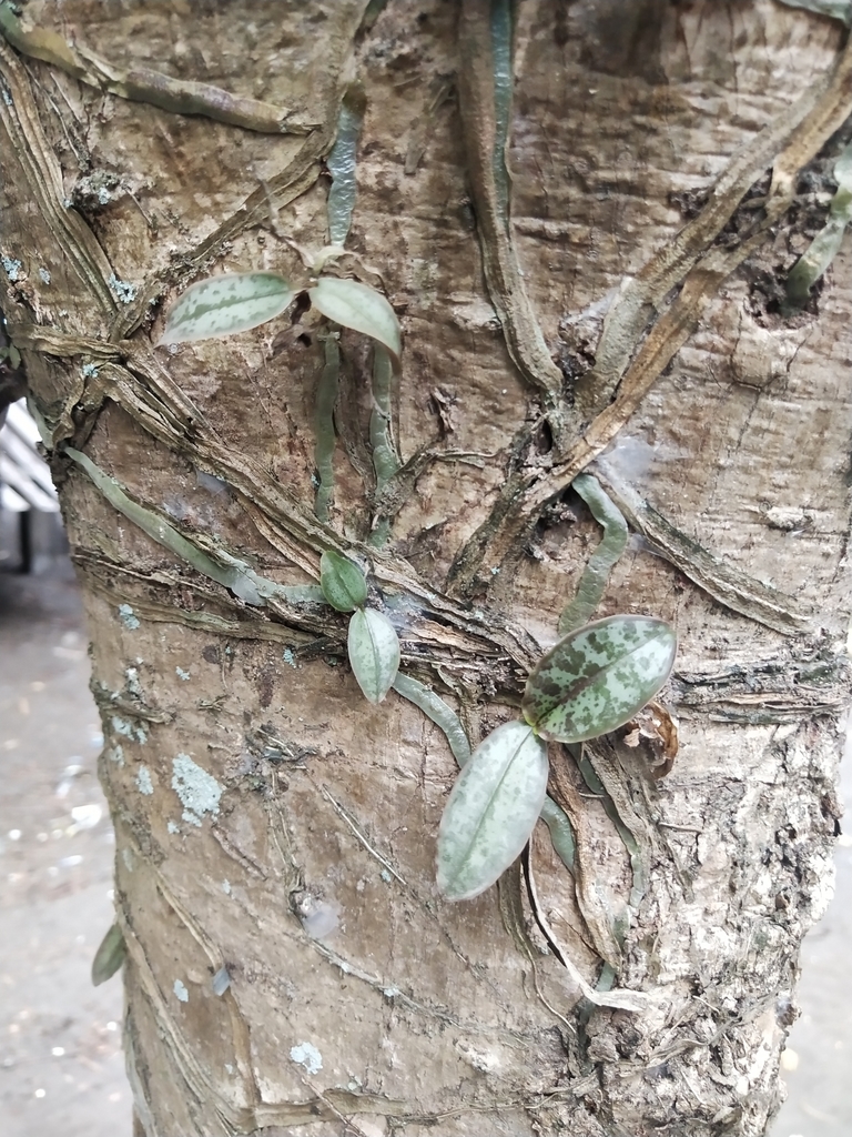 Phalaenopsis stuartiana