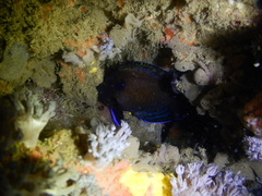 Centropyge multispinis