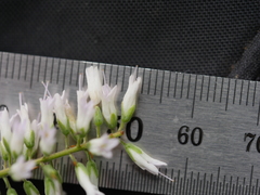 Veronica stricta stricta