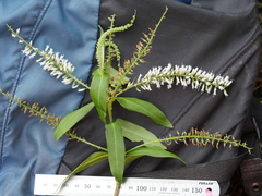 Veronica stricta stricta