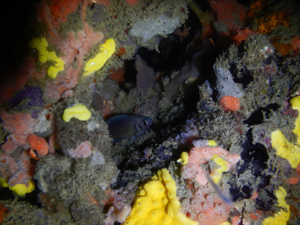 Weber's chromis