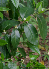 Cyclophyllum multiflorum