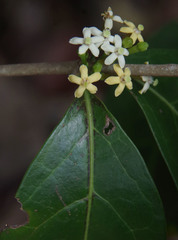 Cyclophyllum multiflorum