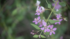 Triaspis glaucophylla