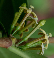Cyclophyllum multiflorum